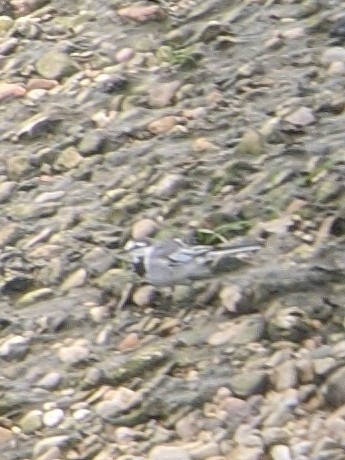 White Wagtail (ocularis) - Shelli Ellerbe