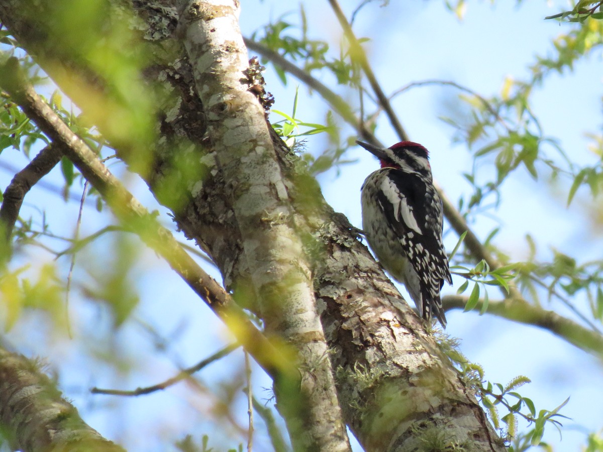 Red-naped Sapsucker - ML213375561