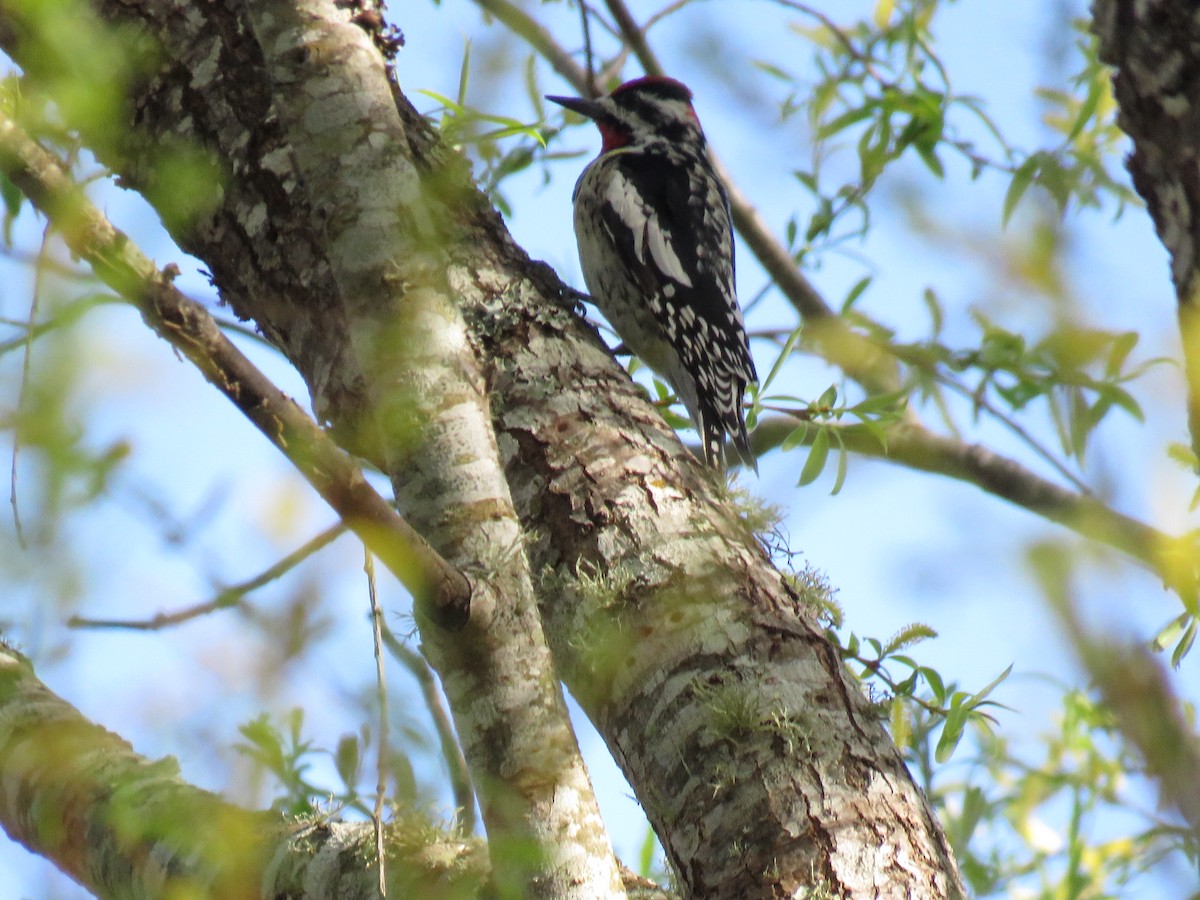 Red-naped Sapsucker - ML213375811