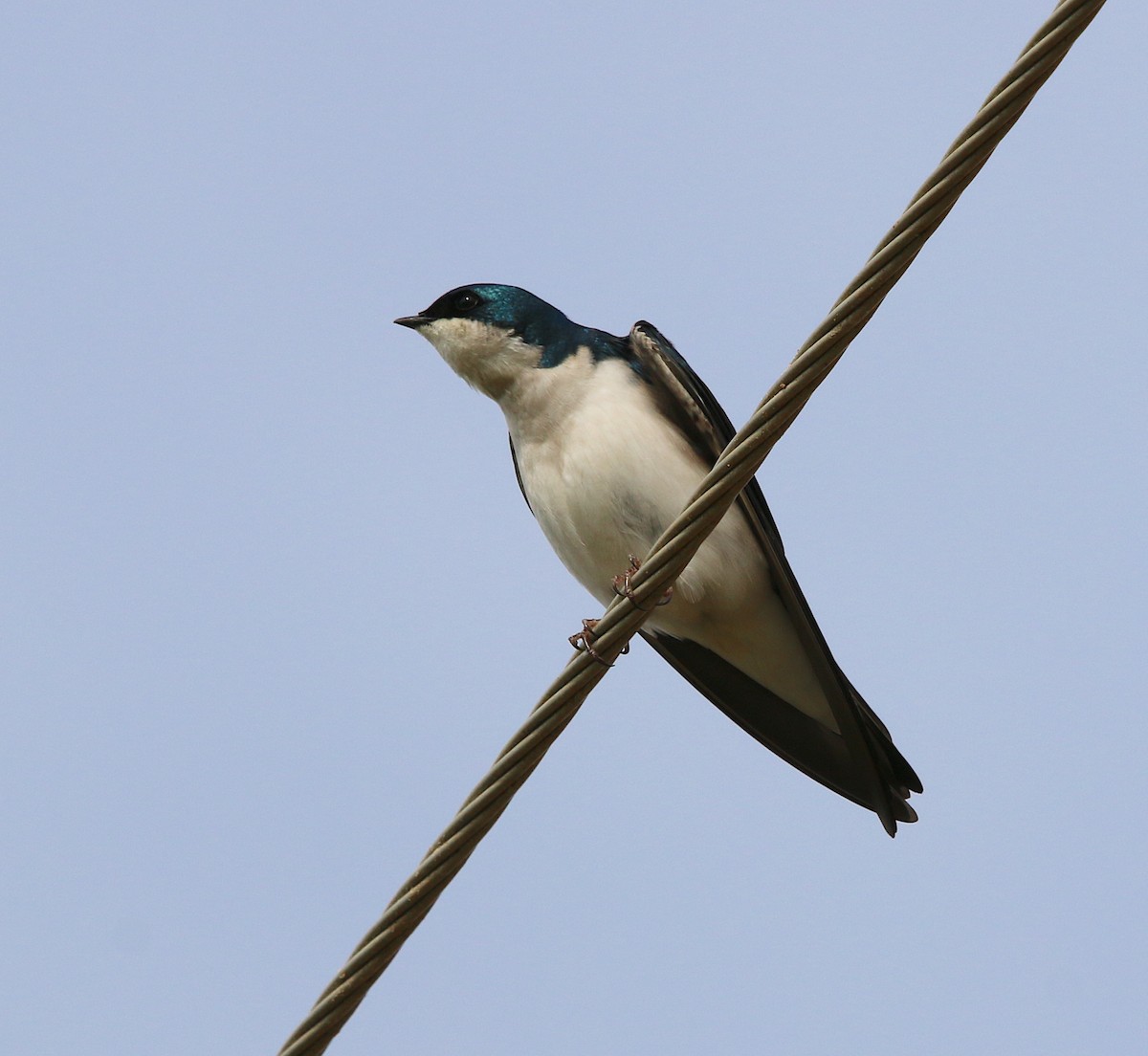 Tree Swallow - ML213376371