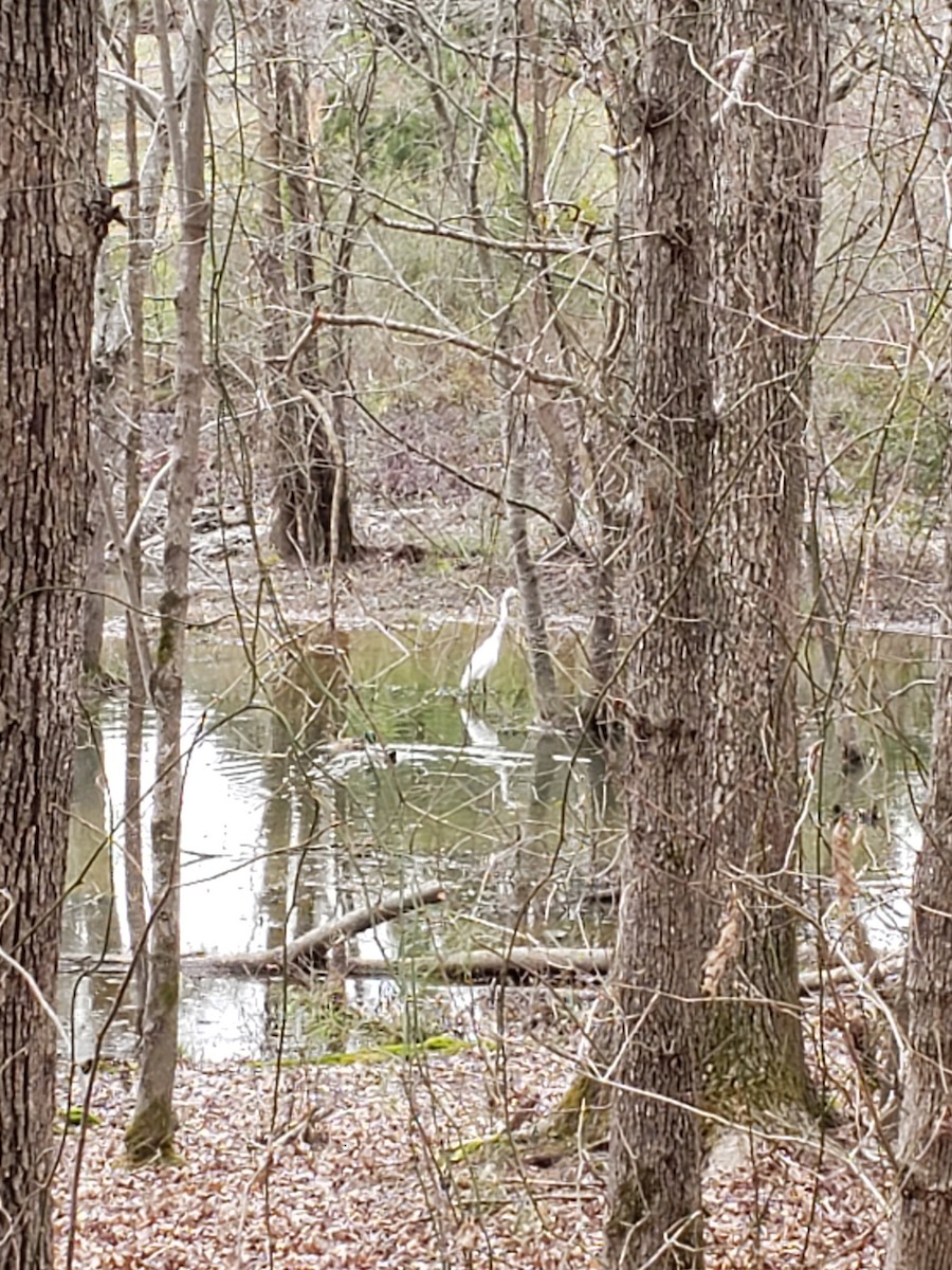 Great Egret - ML213376531