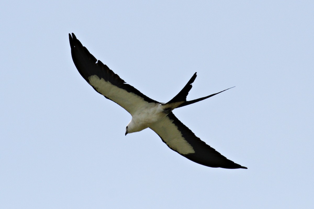 Swallow-tailed Kite - ML213377241