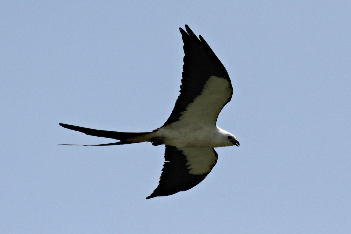 Swallow-tailed Kite - ML213377251