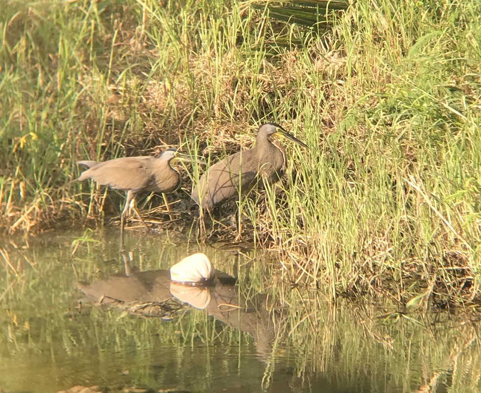 Bare-throated Tiger-Heron - ML213377551