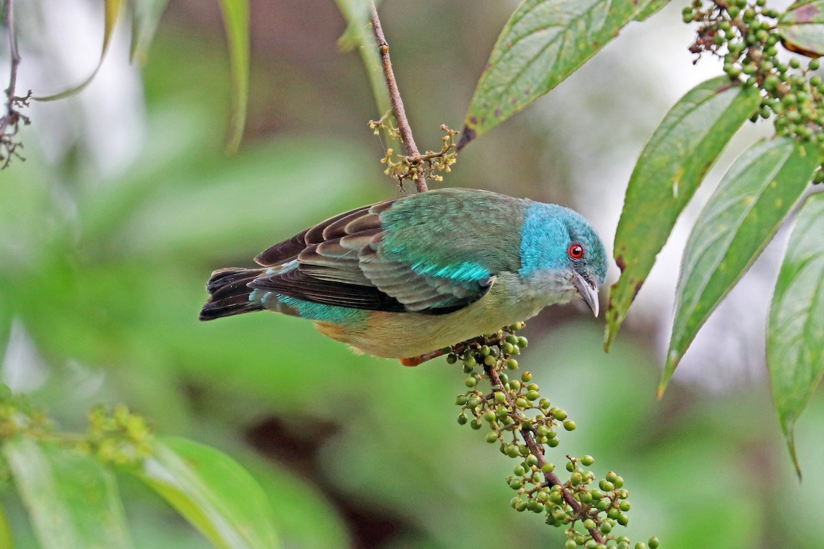 Scarlet-thighed Dacnis - Greg  Griffith