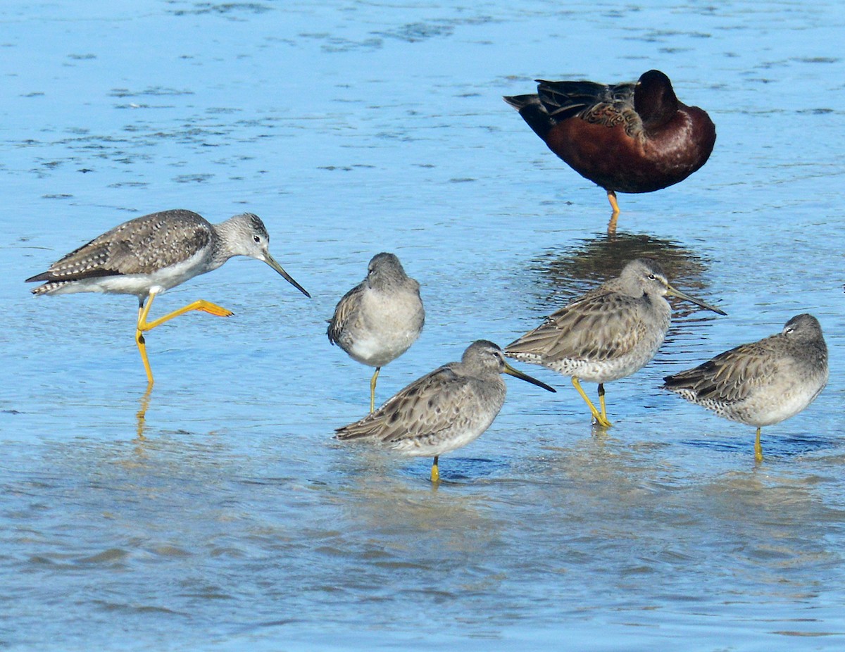 Long-billed Dowitcher - ML213379591