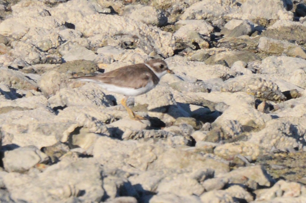 Semipalmated Plover - ML213380171