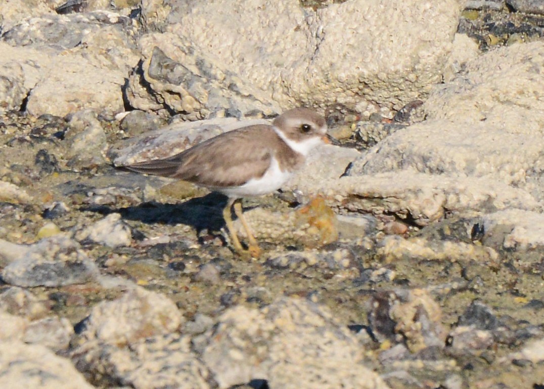 Semipalmated Plover - ML213380181