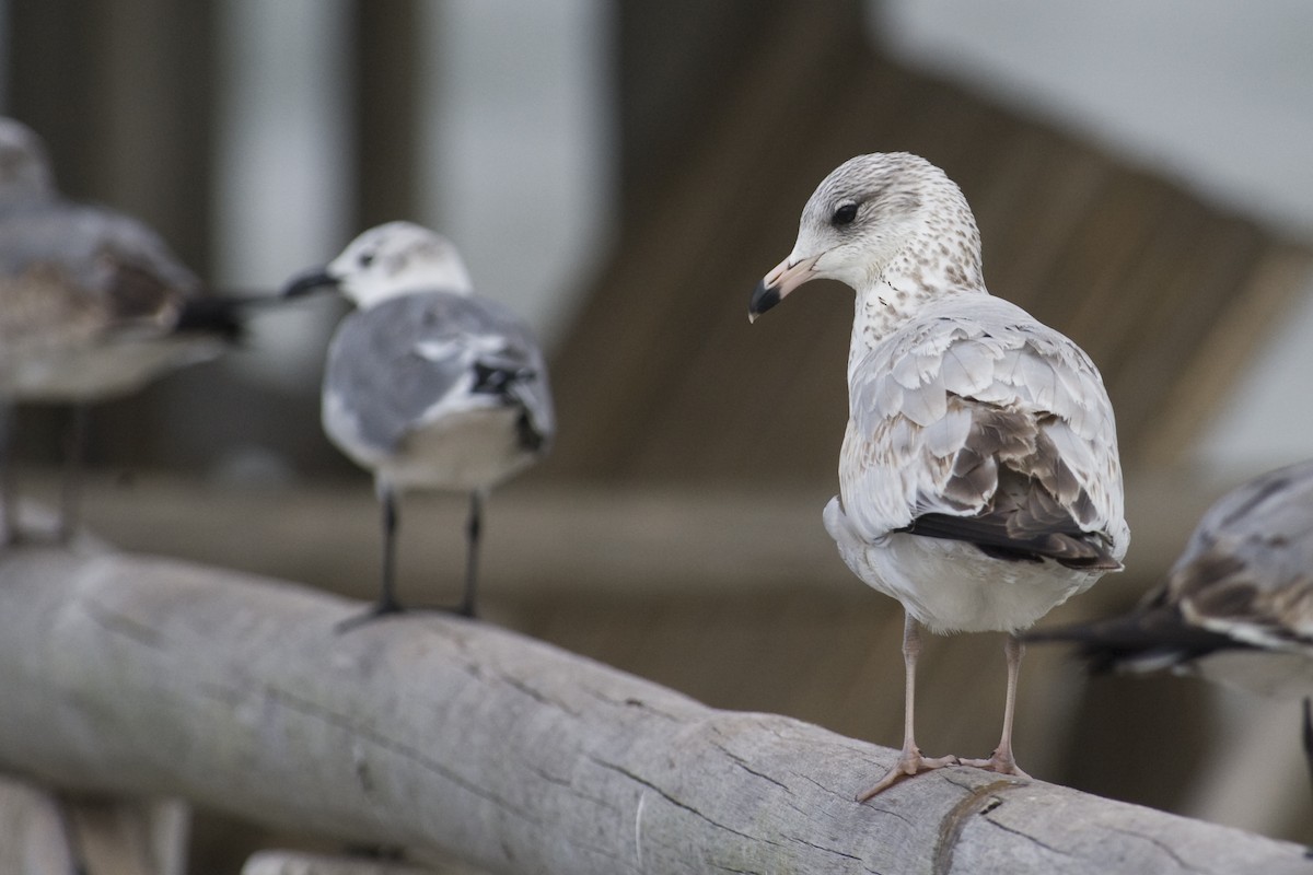 Ring-billed Gull - ML21338041