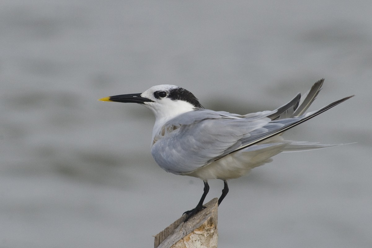 Sandwich Tern - John Cahill xikanel.com