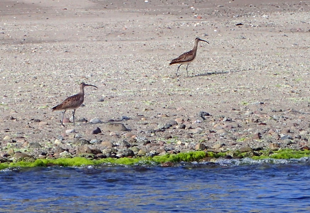 Hudsonian Whimbrel - ML213380701