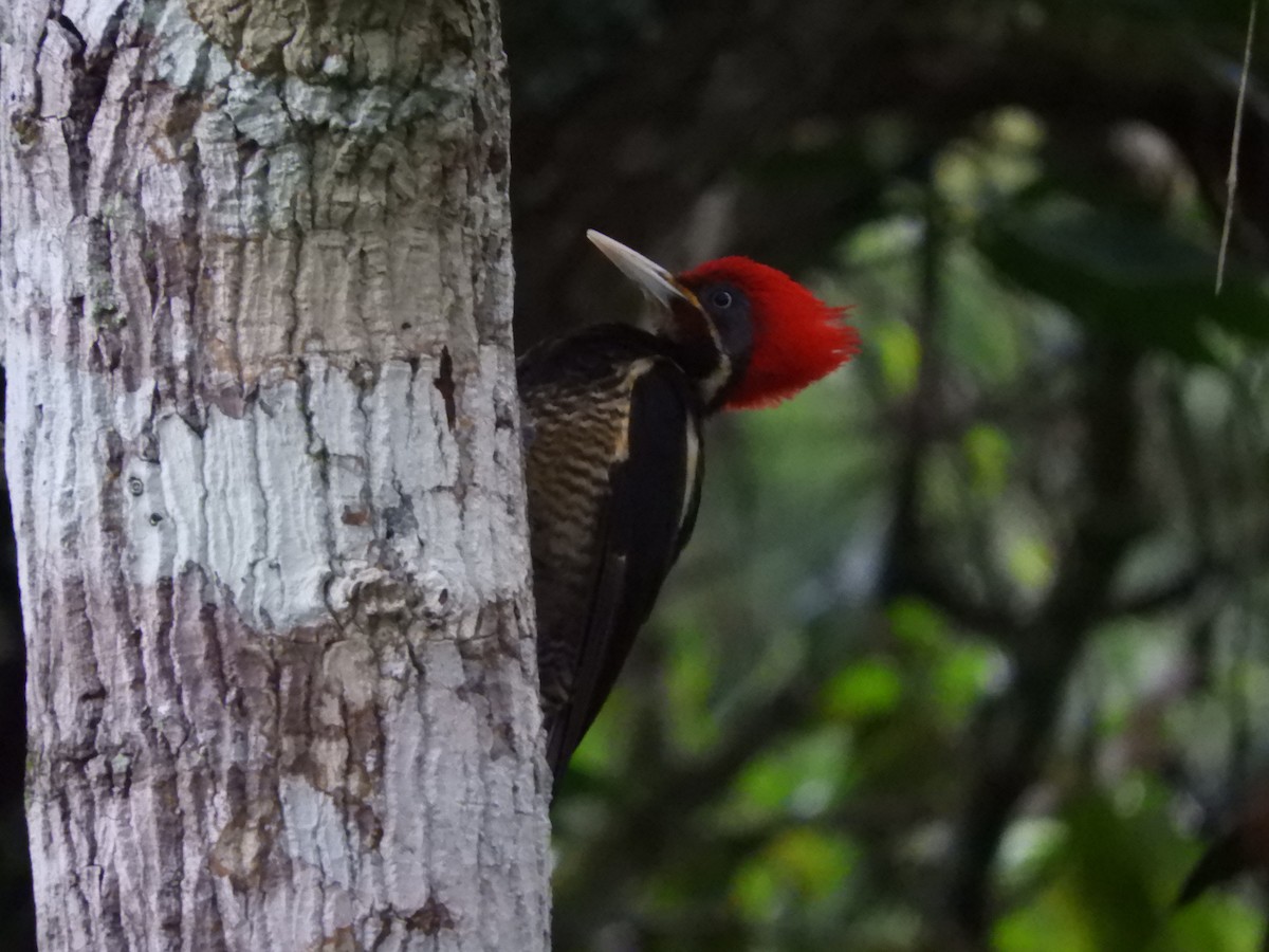 Lineated Woodpecker - Carl Huffman