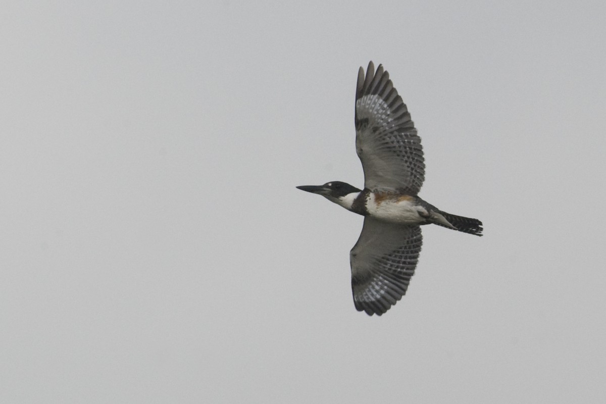 Belted Kingfisher - ML21338201