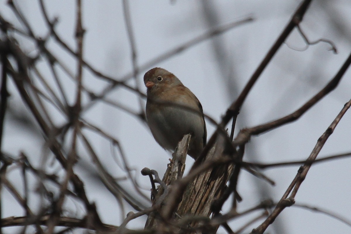 Field Sparrow - ML213383481