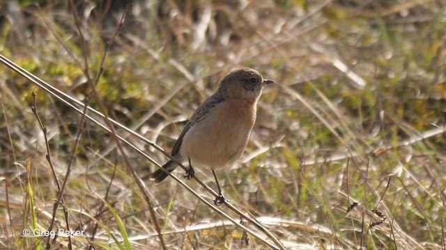 Siberian Stonechat (Siberian) - ML213384361