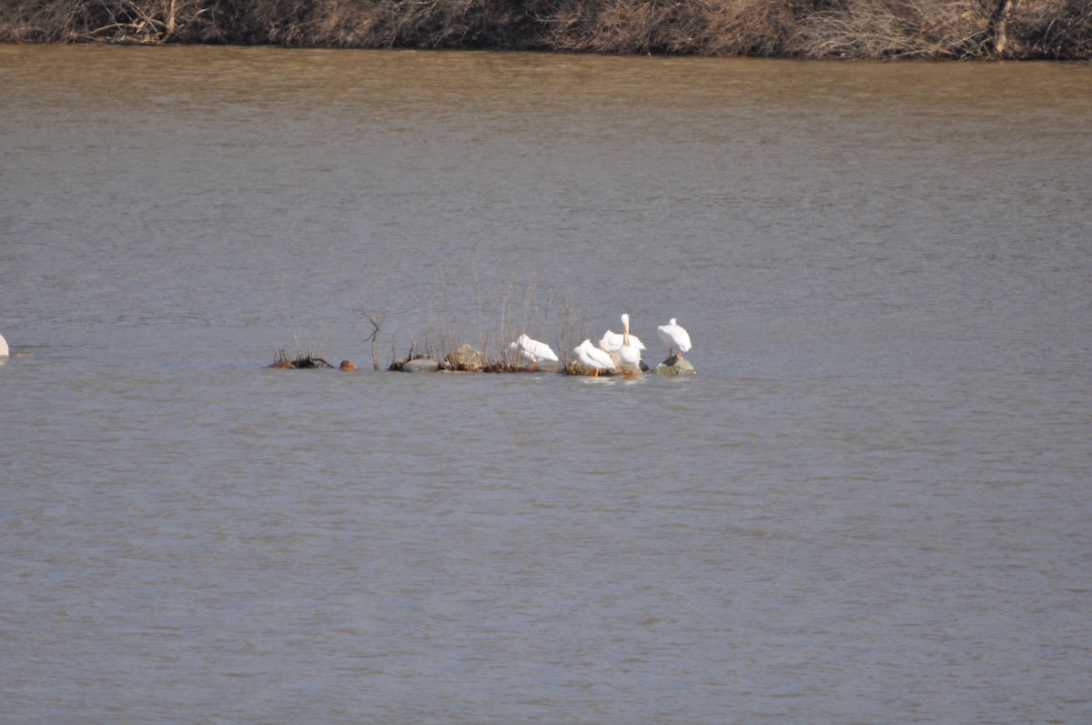 American White Pelican - ML213386171