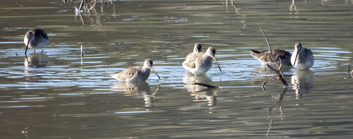 Long-billed Dowitcher - ML213388481