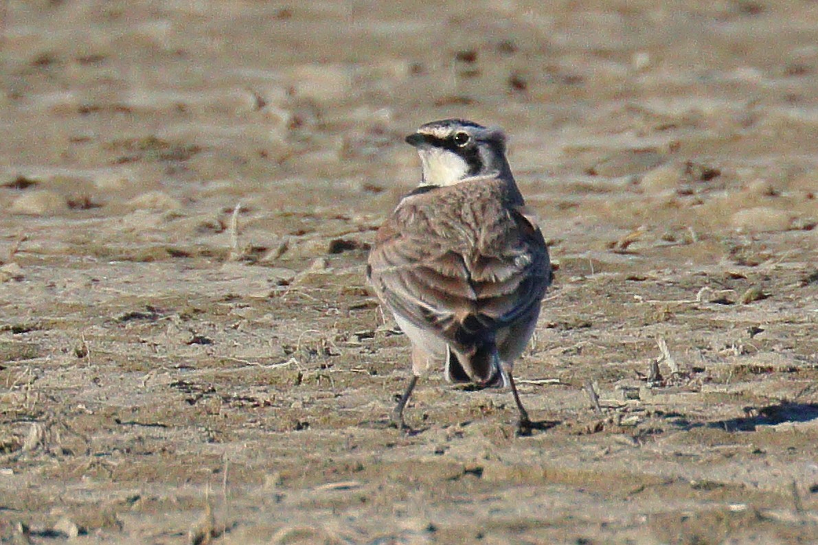 Horned Lark - ML213388881