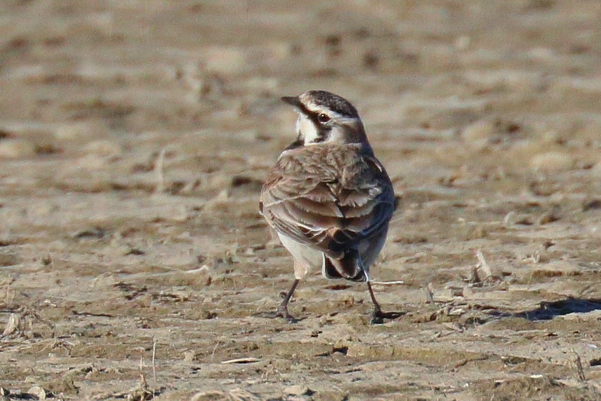 Horned Lark - ML213388981