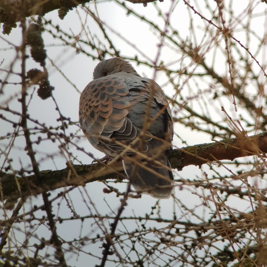 Oriental Turtle-Dove - ML213389311