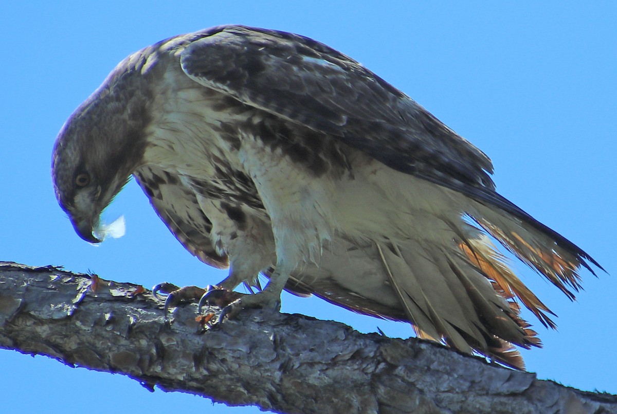 Red-tailed Hawk - ML213389721