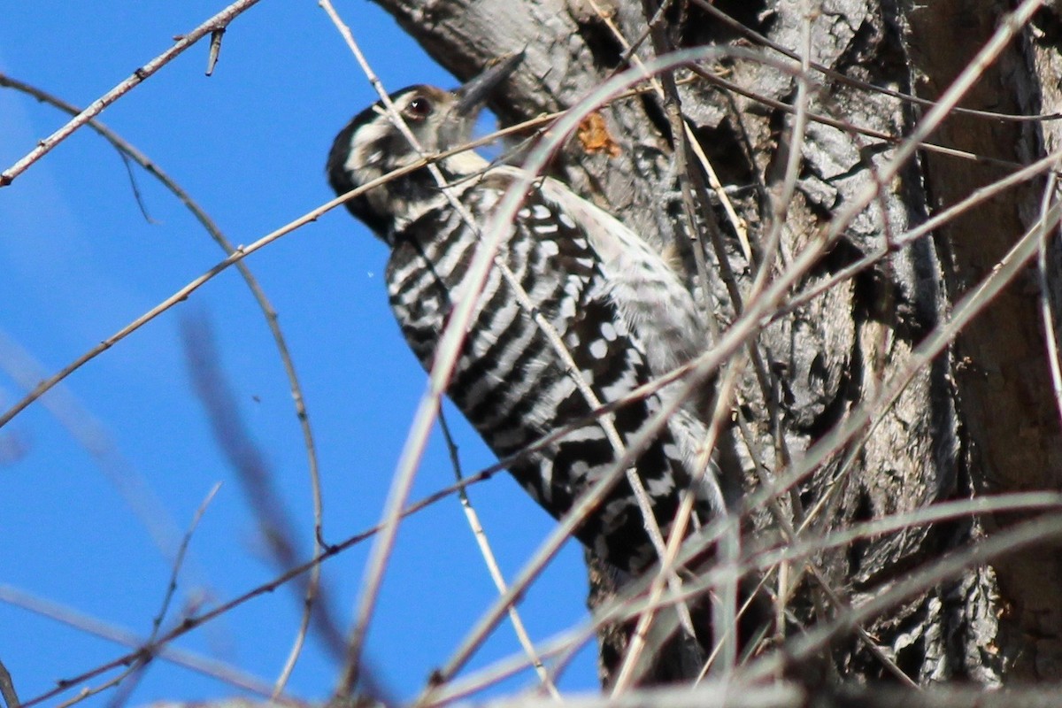 Ladder-backed Woodpecker - Ken Wade