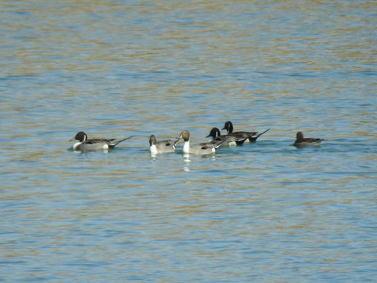 Northern Pintail - Glenn Pearson