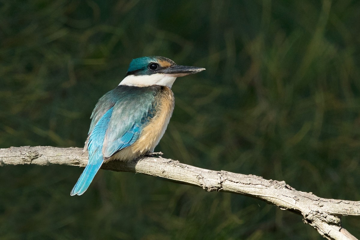 Sacred Kingfisher (Australasian) - ML213392221