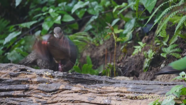 Gray Peacock-Pheasant - ML213392511