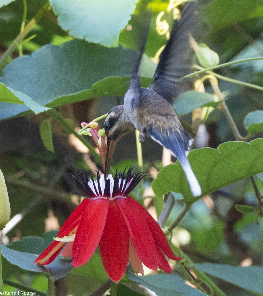 Long-billed Hermit - ML213392551