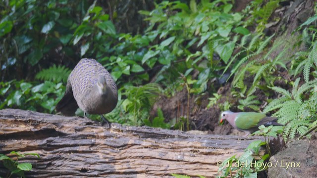 Gray Peacock-Pheasant - ML213392561