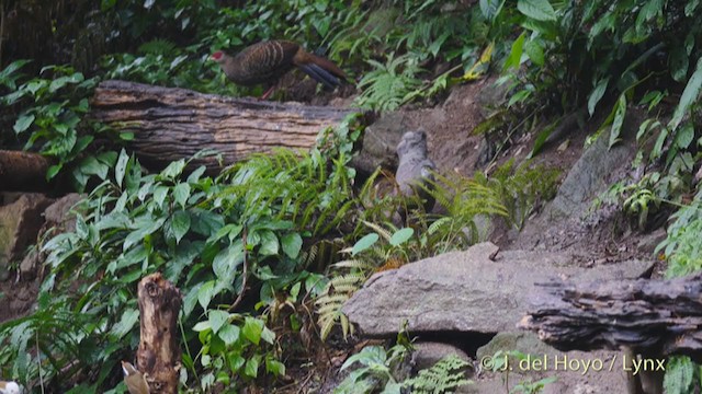 Gray Peacock-Pheasant - ML213392571