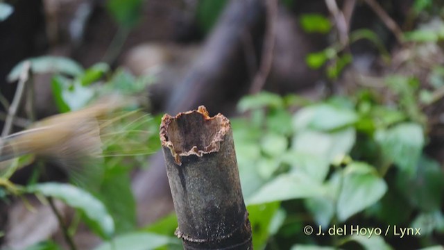 Gray-throated Babbler - ML213392701