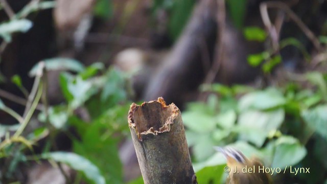 Gray-throated Babbler - ML213392721