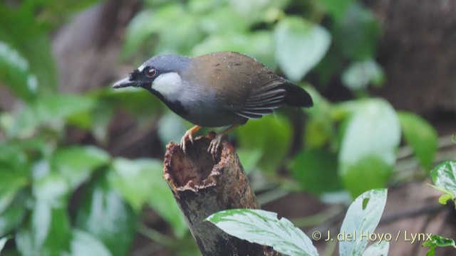 Black-throated Laughingthrush - ML213392921