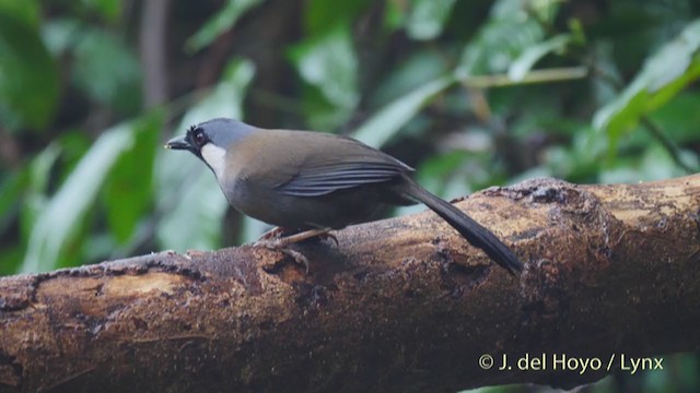 Black-throated Laughingthrush - ML213392981