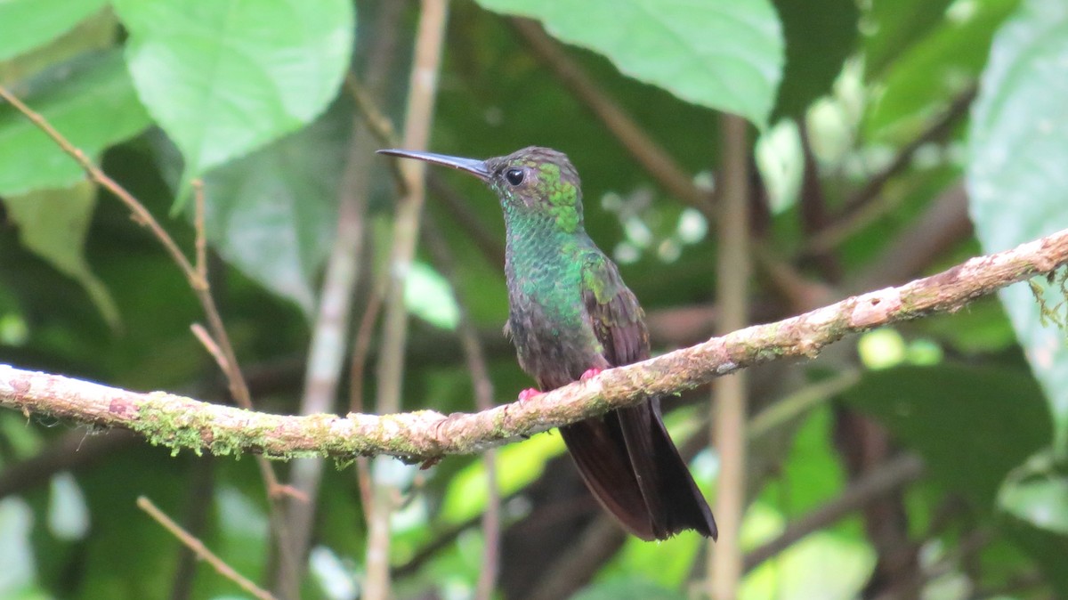 Colibrí Patirrojo - ML213393181