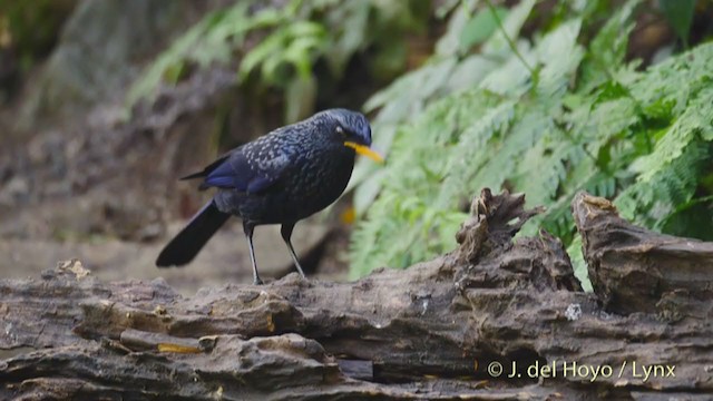 Blue Whistling-Thrush (Yellow-billed) - ML213393301