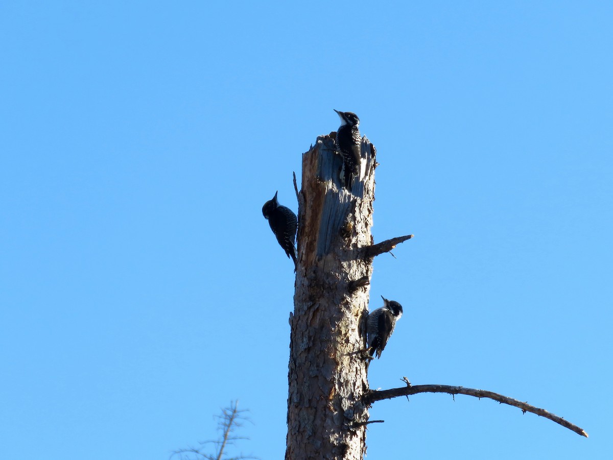 American Three-toed Woodpecker - Juliann Grahn