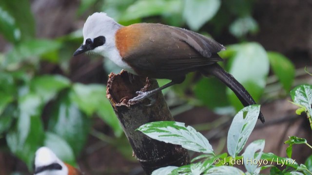 White-crested Laughingthrush - ML213394141