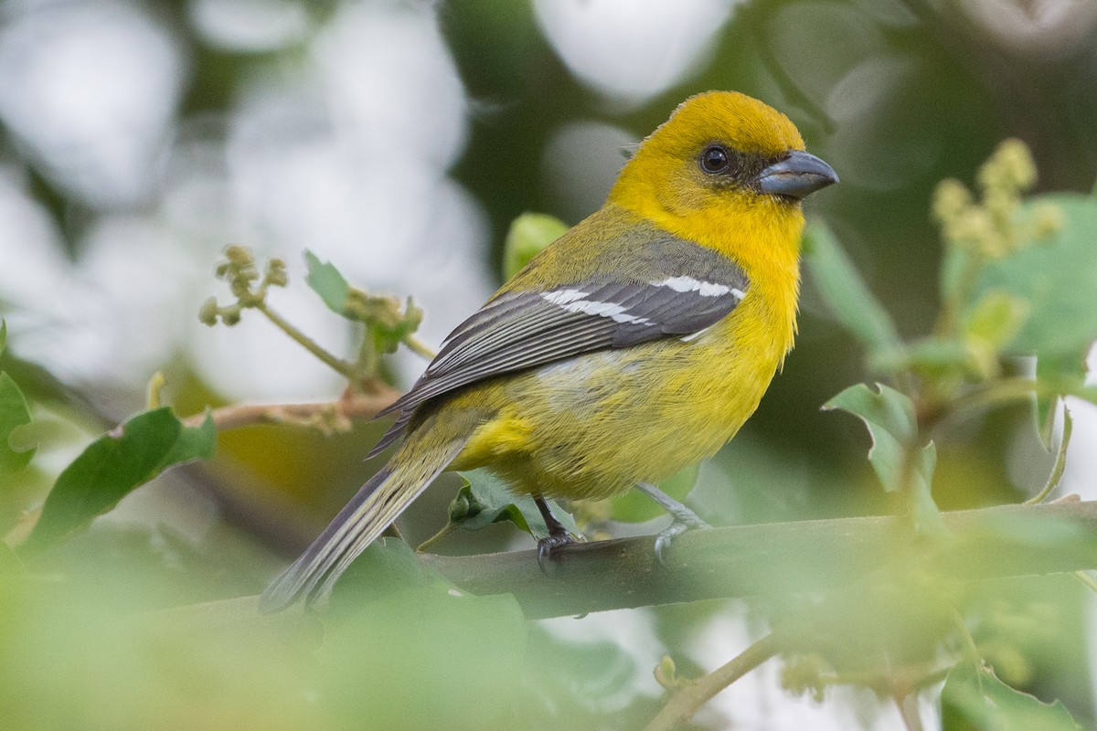 White-winged Tanager - ML213394961