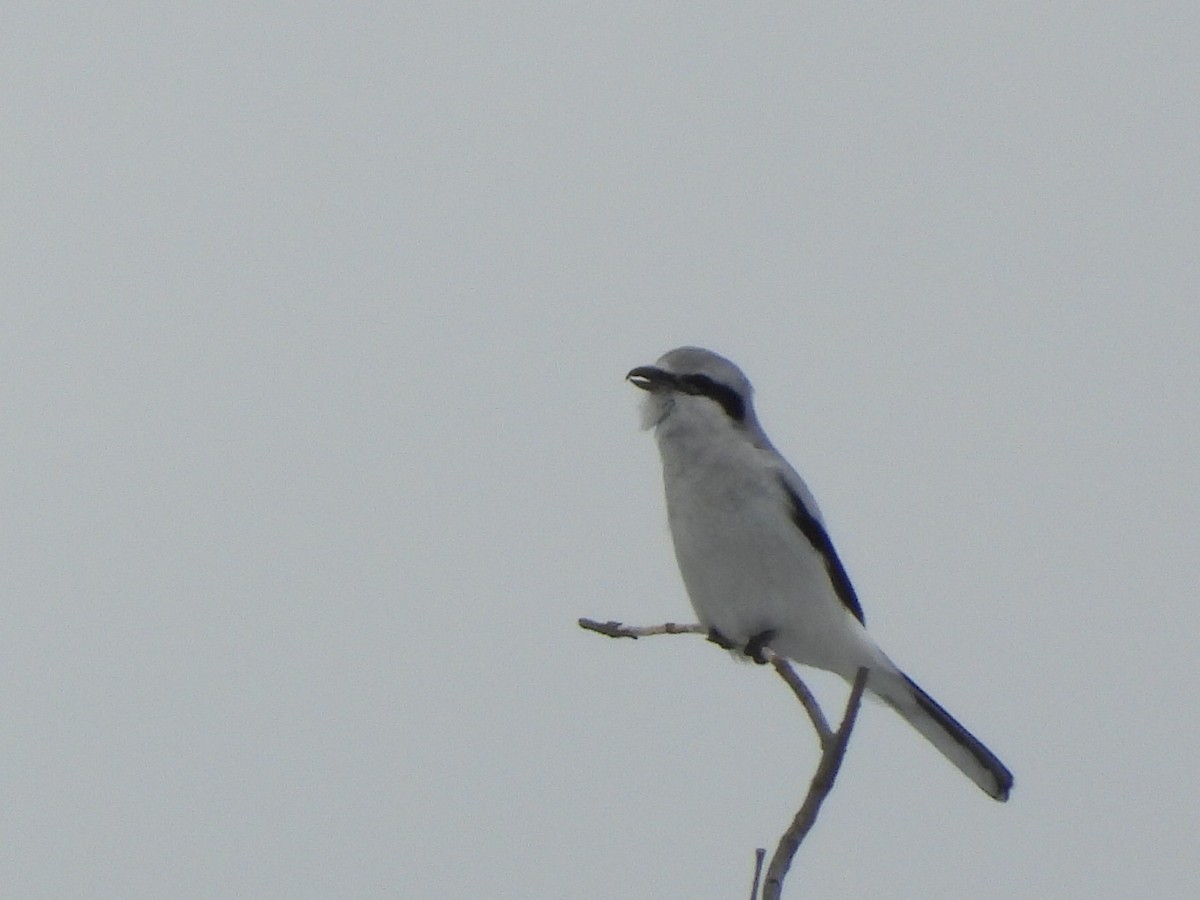 Northern Shrike - ML213395101