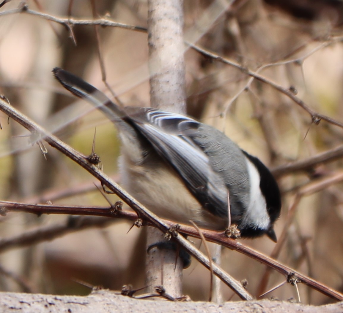 Black-capped Chickadee - valerie heemstra