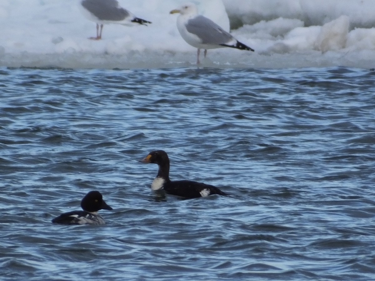 King Eider - ML213401161