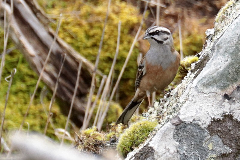 Rock Bunting - Francisco Barroqueiro