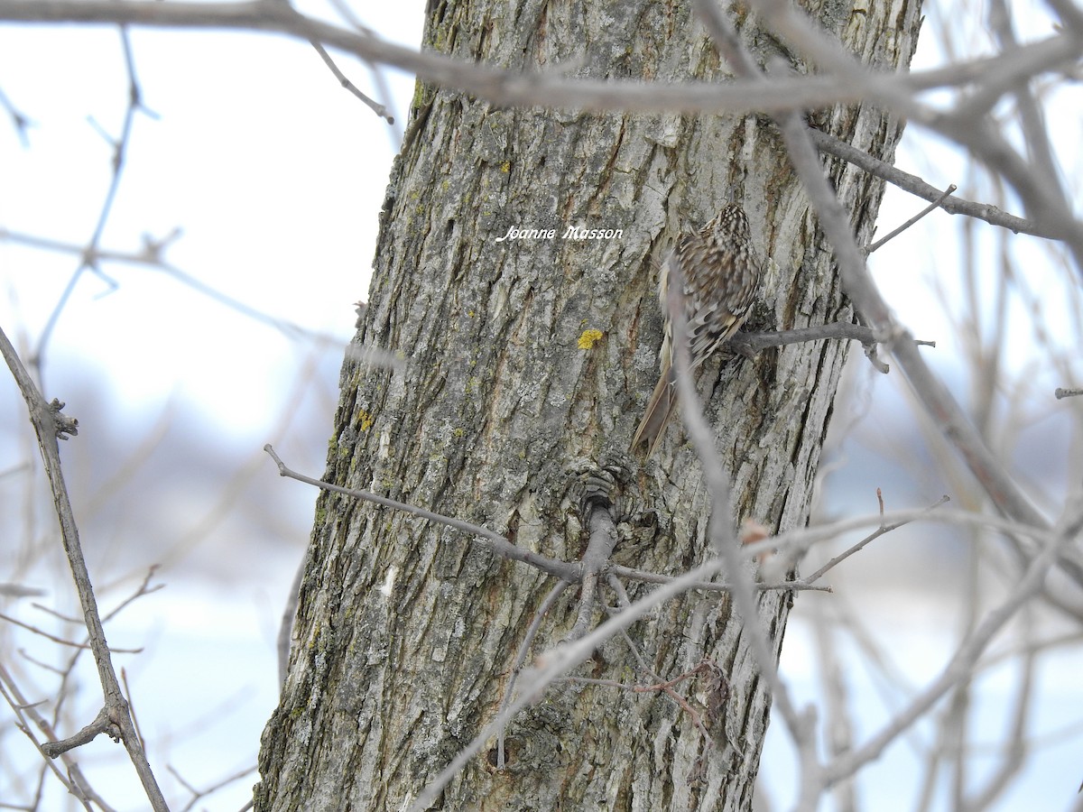 Brown Creeper - ML213402151