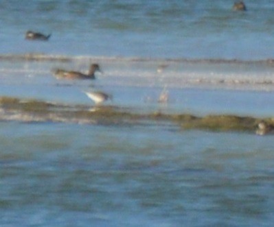 Greater Yellowlegs - ML21340221