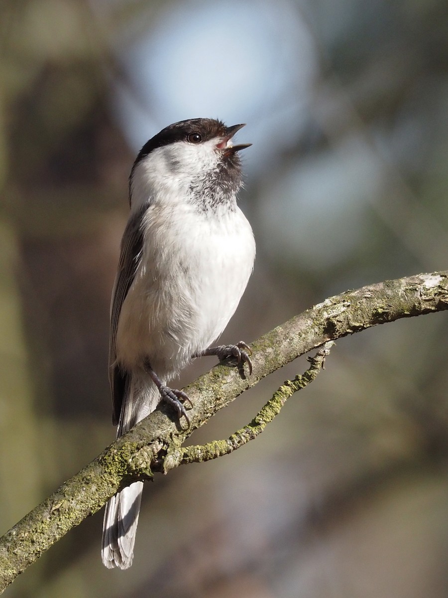 Willow Tit - ML213402401