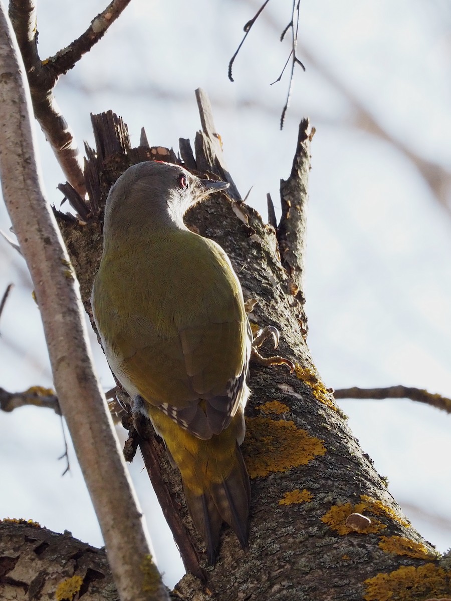 Gray-headed Woodpecker - ML213403201