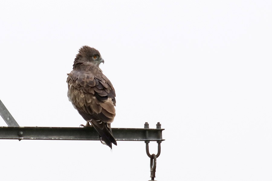 Short-toed Snake-Eagle - Francisco Barroqueiro